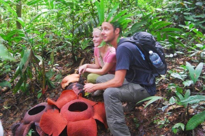 Rafflesia Rainforest Reserve