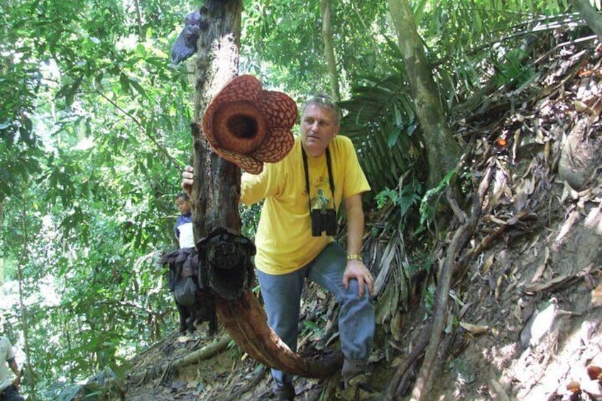 Rafflesia Rainforest Reserve