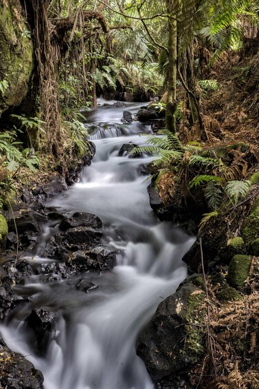 Picture 3 for Activity Rotorua: The Buried Village of Te Wairoa