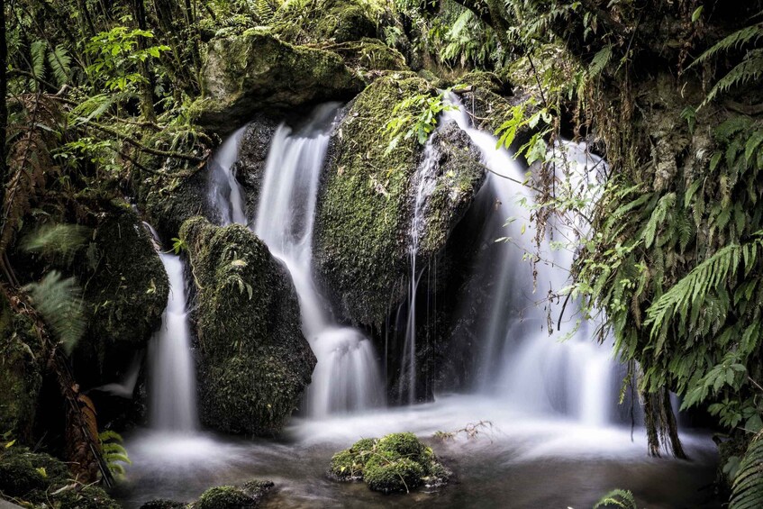 Picture 5 for Activity Rotorua: The Buried Village of Te Wairoa