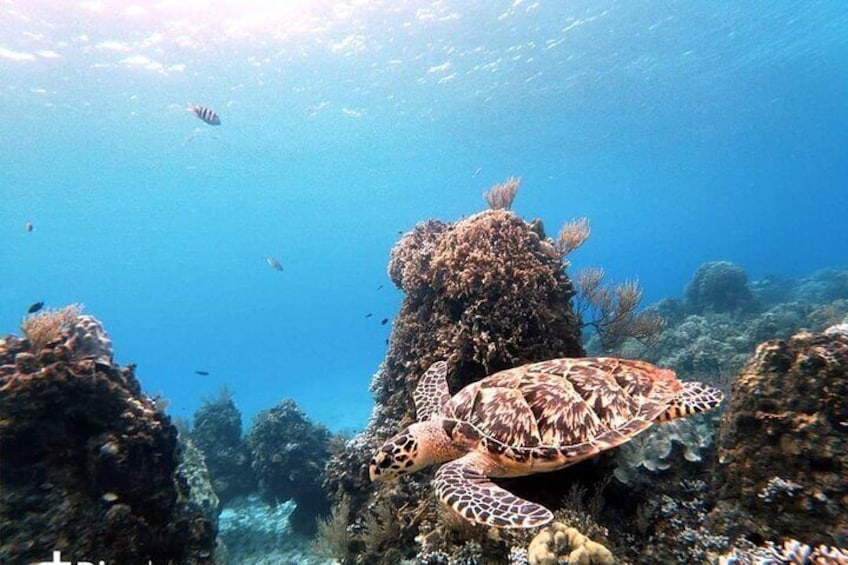 Cozumel Snorkel Tour: Starfish, Stingrays and Turtle Bay Experience