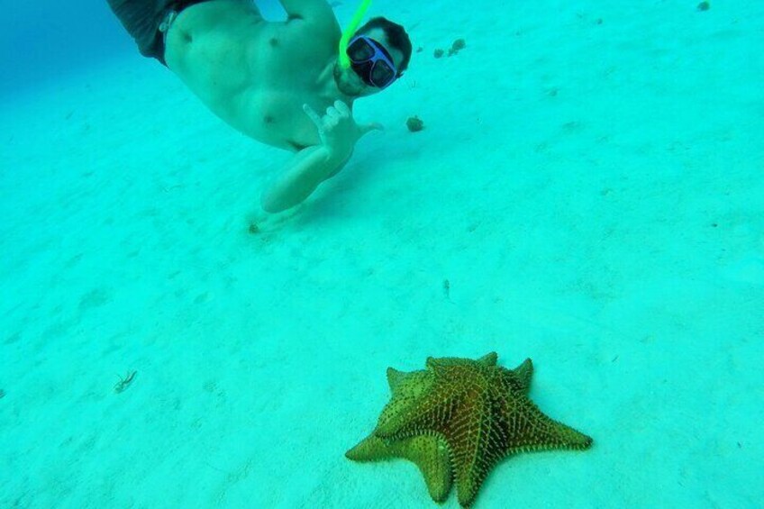 Cozumel Snorkel Tour: Starfish, Stingrays and Turtle Bay Experience