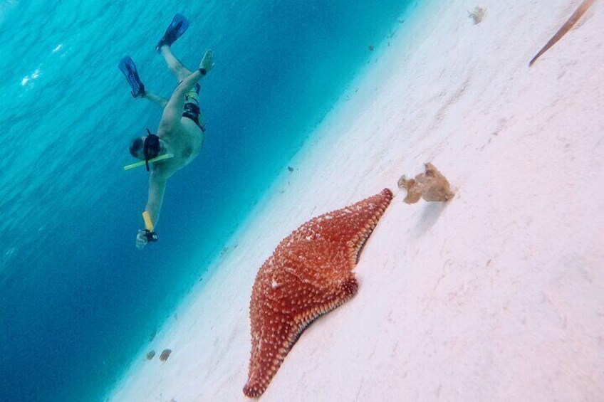 Cozumel Snorkel Tour: Starfish, Stingrays and Turtle Bay Experience