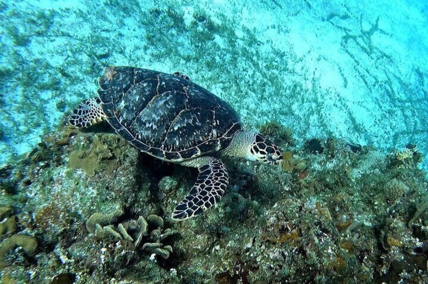 Cozumel Snorkel Tour: Starfish, Stingrays and Turtle Bay Experience