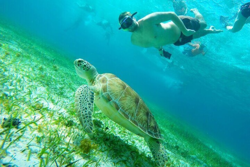 Cozumel Snorkel Tour: Starfish, Stingrays and Turtle Bay Experience