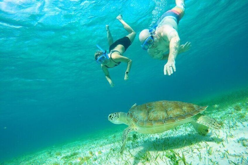 Cozumel Snorkel Tour: Starfish, Stingrays and Turtle Bay Experience