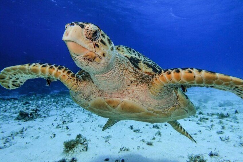 Cozumel Snorkel Tour: Starfish, Stingrays and Turtle Bay Experience