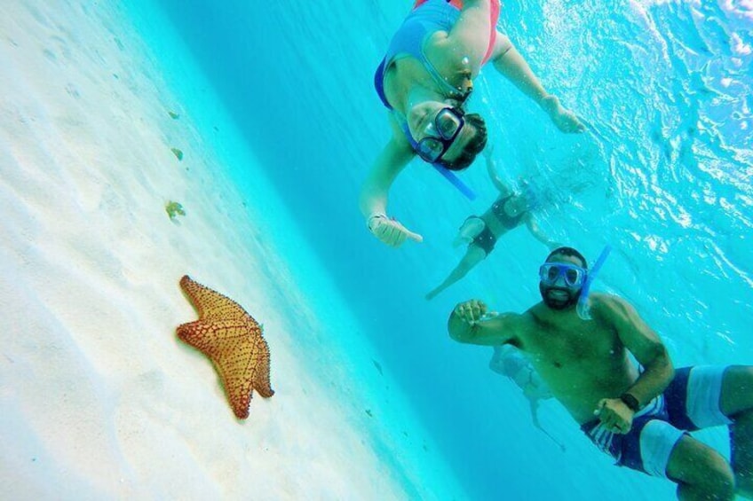 Cozumel Snorkel Tour: Starfish, Stingrays and Turtle Bay Experience