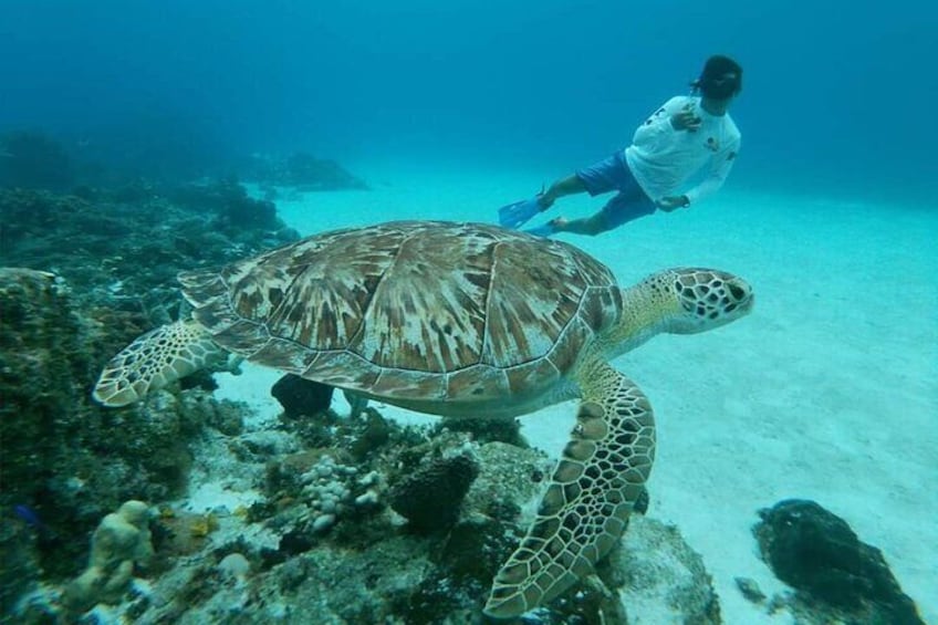Cozumel Snorkel Tour: Starfish, Stingrays and Turtle Bay Experience