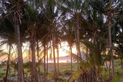 Activity Tour in Hidden Mango and Coconut Orchard at Lahaina USA
