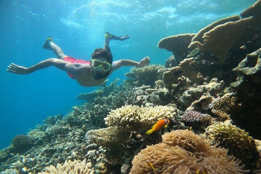 2-Hour Private Snorkelling in Maldives 