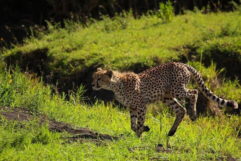 4-Day Trip to Serengeti from Zanzibar with Night Game Drive