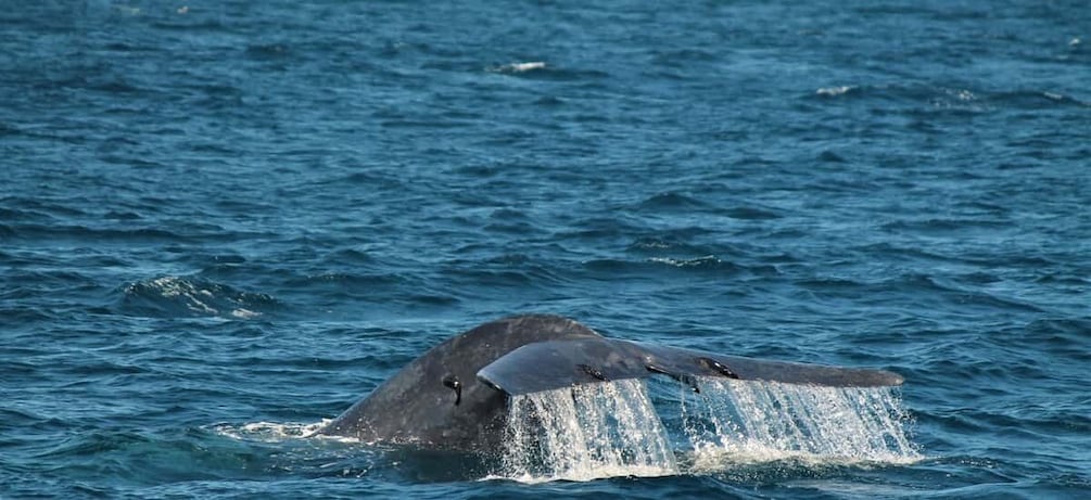 Picture 4 for Activity Mirissa: Morning Whale Watching Tour