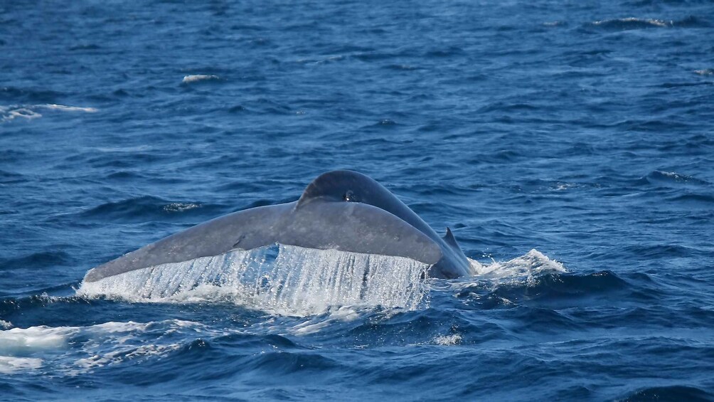 Mirissa: Morning Whale Watching Tour