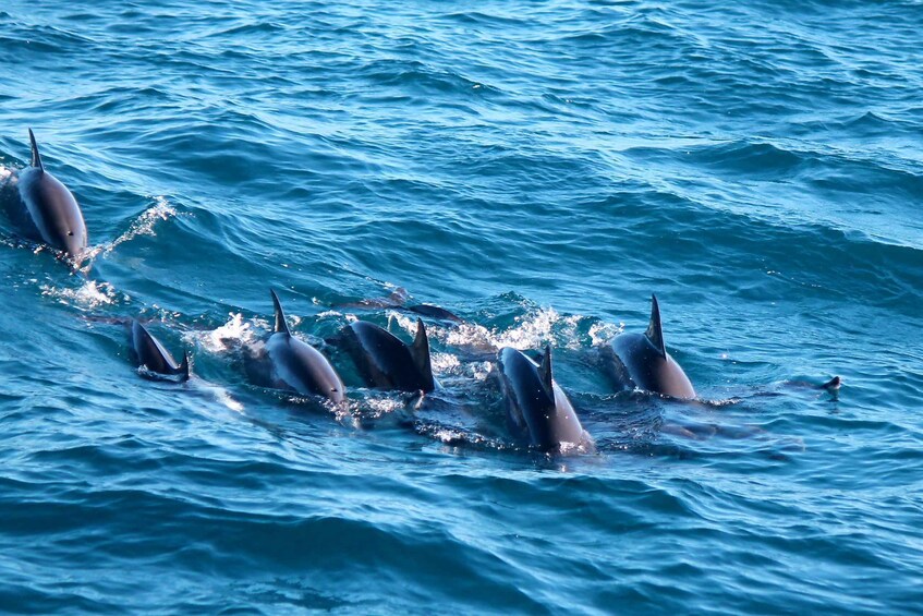 Picture 5 for Activity Mirissa: Morning Whale Watching Tour