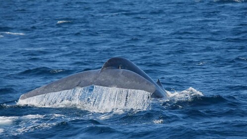 Mirissa : matinée d'observation des baleines