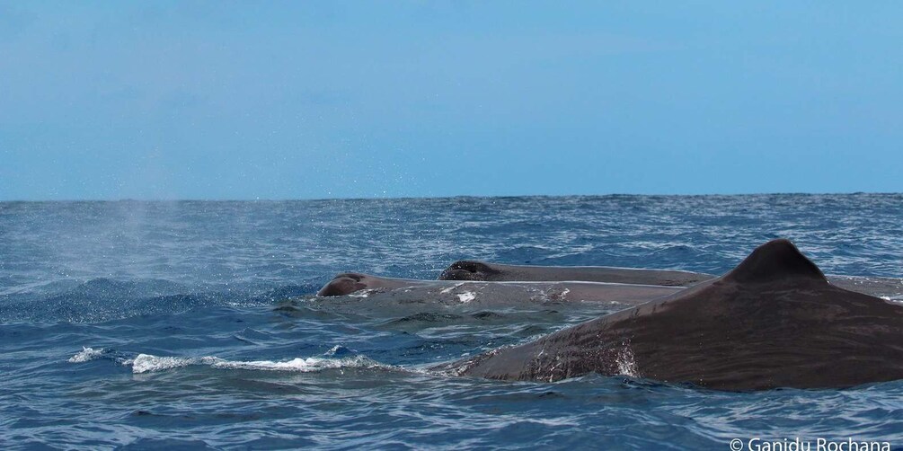 Picture 13 for Activity Mirissa: Morning Whale Watching Tour