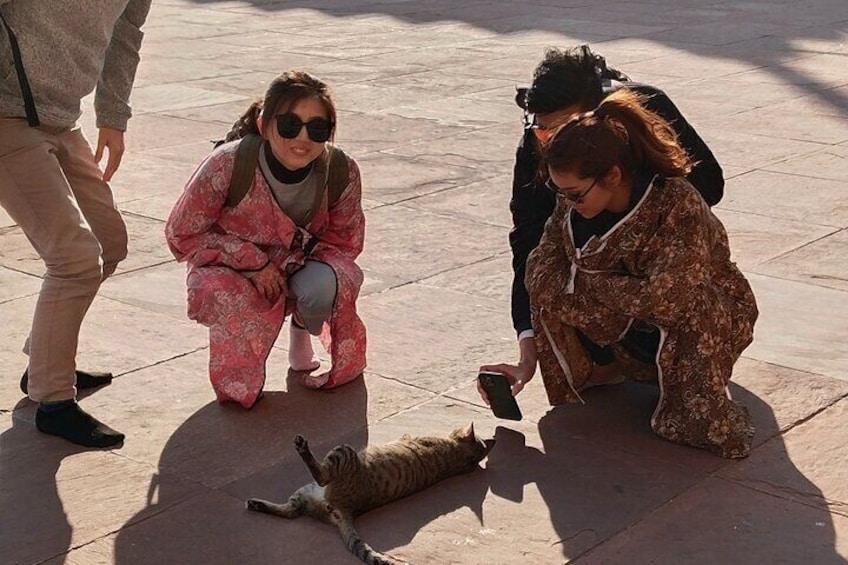 Guests playing with cat at Jama masjid 
