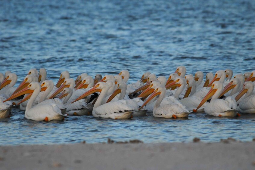 Picture 4 for Activity Marco Island: 10,000 Islands Beachcombing Tour by Boat