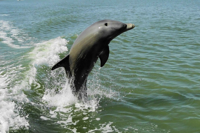 Picture 2 for Activity Marco Island: 10,000 Islands Beachcombing Tour by Boat