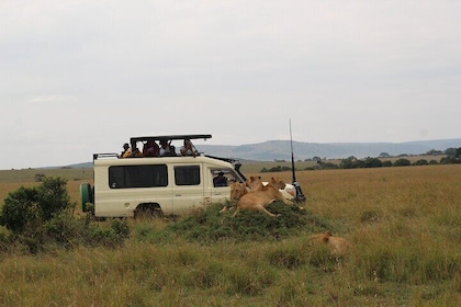 5-Day Private Tour in Kenya's Best Game Parks