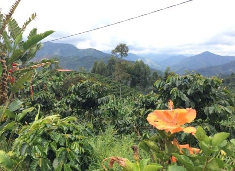 Picture 30 for Activity From Medellin: Day Trip to a Jardin Coffee Plantation