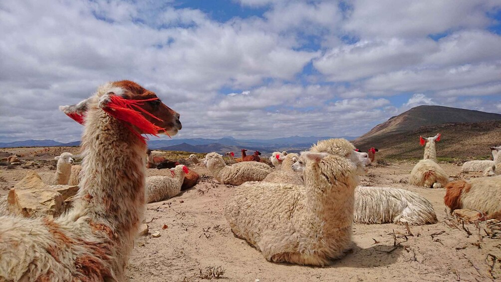 Picture 3 for Activity From Puno: 2-Day Colca Canyon Tour to Arequipa