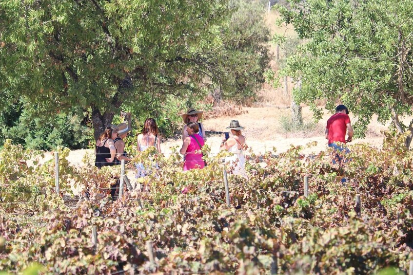 Picture 11 for Activity Lagos/Praia da Luz: Wine Tour, Tastings, Tapas, and Music