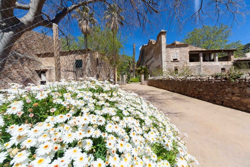 Picture 4 for Activity Sóller: Jardines de Alfabia Entrance Ticket