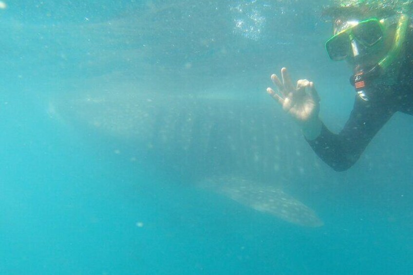 Swimming with whale sharks