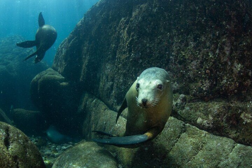 Sea lion at Los Islotes