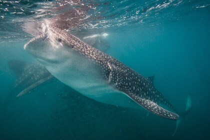 Full Day Snorkel and Swim with Sea Lions & Whale Sharks in La Paz