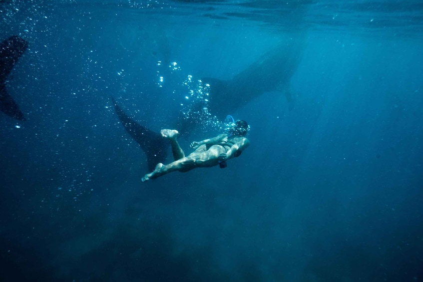 Picture 1 for Activity Cebu City: Whale Shark Swimming & Kawasan Falls Canyoneering