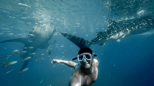 Cebu City: Whale Shark Swimming & Kawasan Falls Canyoneering