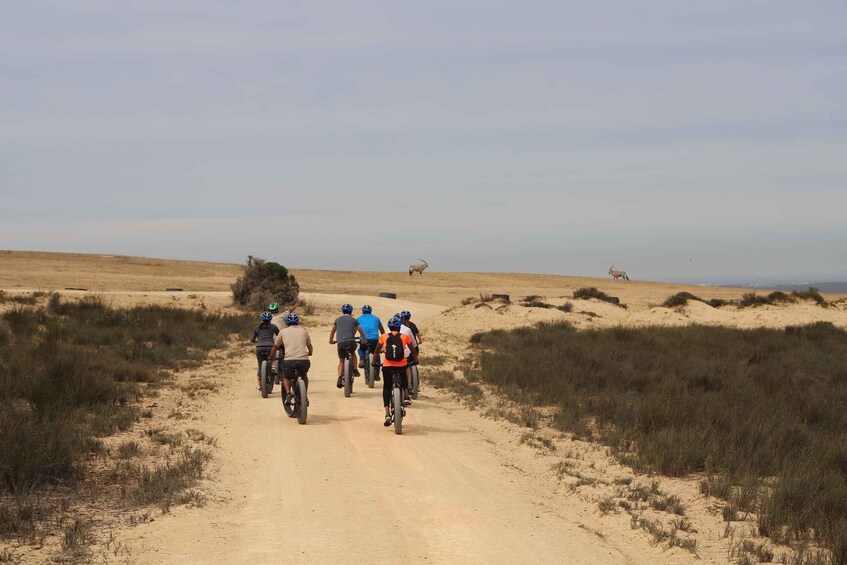 Cape Town: Guided e-Bike Safari Tour