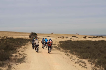 Ciudad del Cabo: tour guiado de safari en bicicleta eléctrica