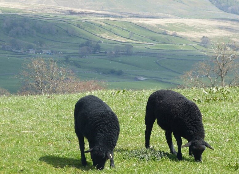 Picture 7 for Activity From York: Full-Day Yorkshire Dales Tour