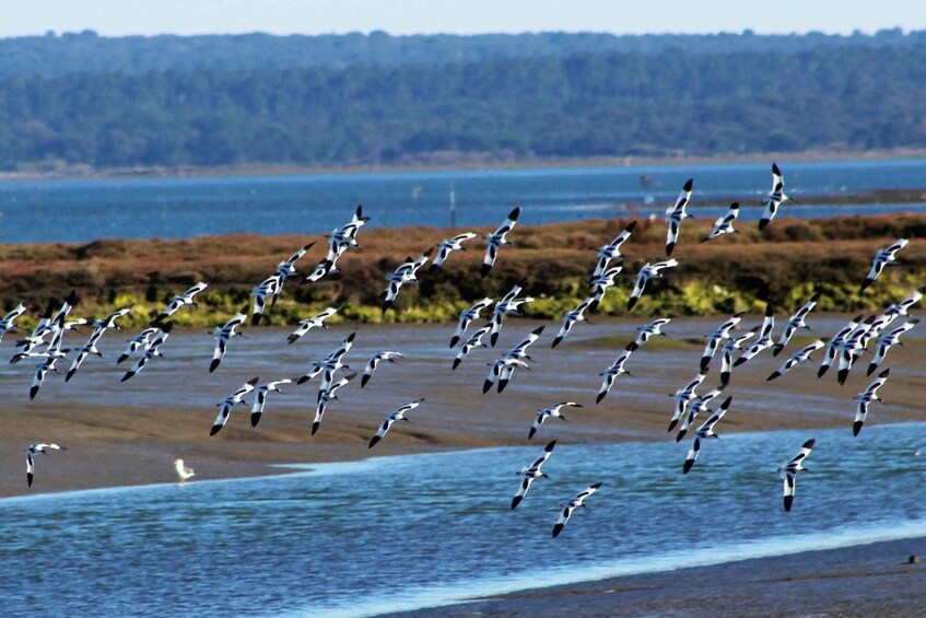 Picture 33 for Activity From Faro: 2-Island, 2-Stop Ria Formosa Catamaran Tour