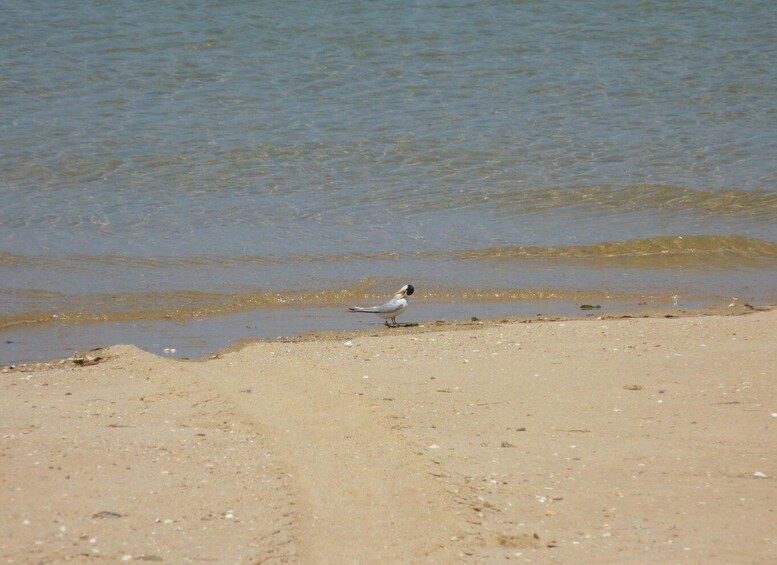 Picture 28 for Activity From Faro: 2-Island, 2-Stop Ria Formosa Catamaran Tour