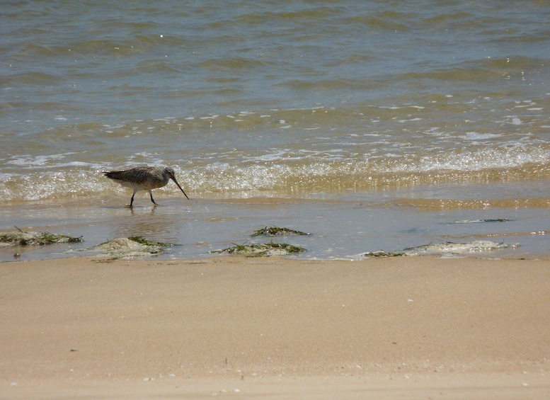 Picture 27 for Activity From Faro: 2-Island, 2-Stop Ria Formosa Catamaran Tour