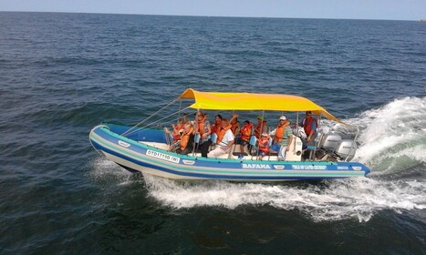 Durban: Durban: Whale and Dolphin Watching Boat Tour