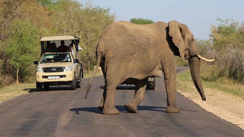 Kruger National Park: Village Tour & Halfday Kruger Safari