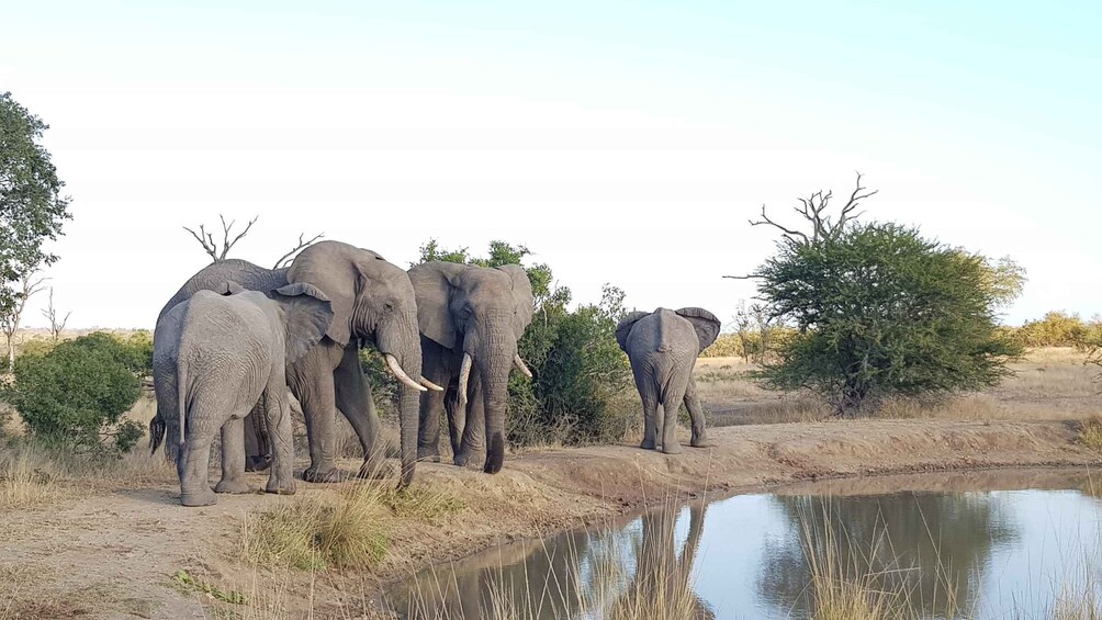 Picture 2 for Activity Kruger National Park: Village Tour & Halfday Kruger Safari