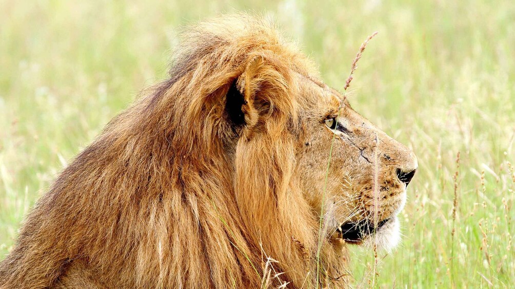 Picture 4 for Activity Kruger National Park: Village Tour & Halfday Kruger Safari