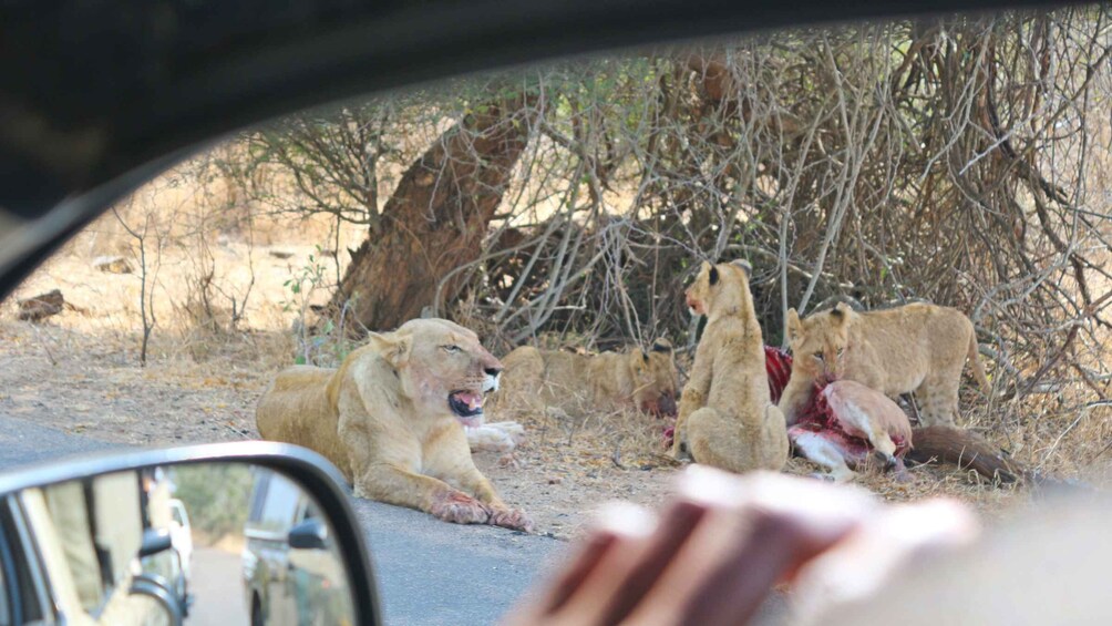 Picture 6 for Activity Kruger National Park: Village Tour & Halfday Kruger Safari