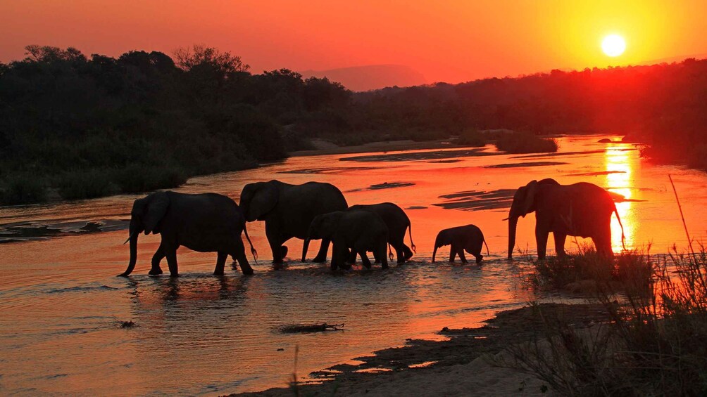 Picture 5 for Activity Kruger National Park: Village Tour & Halfday Kruger Safari