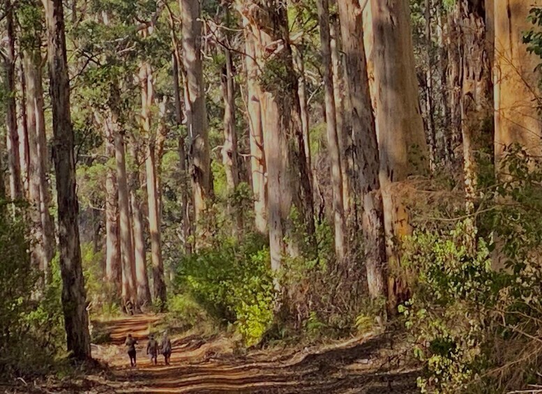 Picture 13 for Activity From Pemberton: Half-Day Beach and Forest Eco Adventure