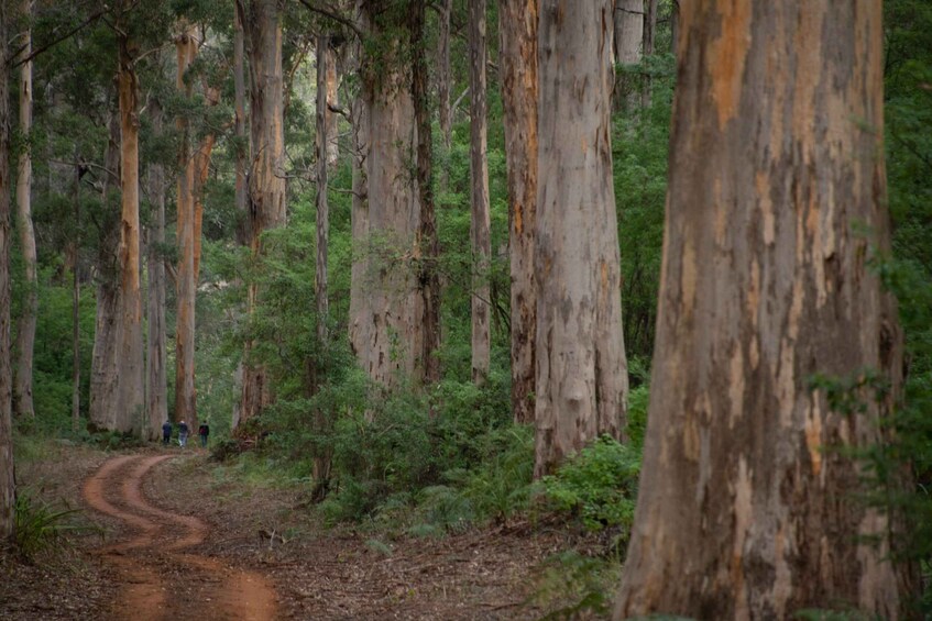 From Pemberton: Half-Day Beach and Forest Eco Adventure