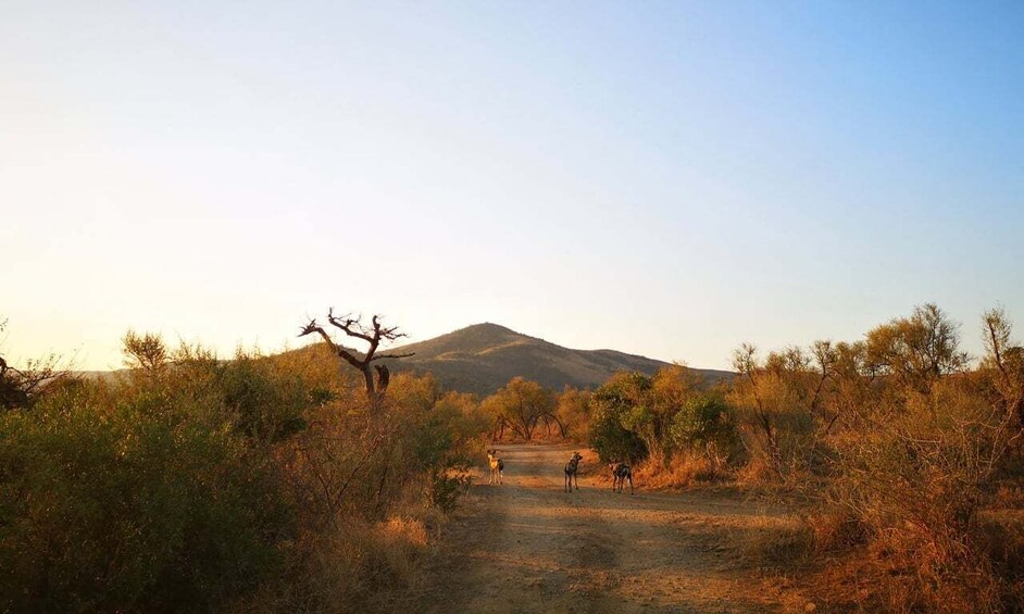 Picture 2 for Activity Durban: Hluhluwe Big 5 Safari with Pro Zeiss Binoculars