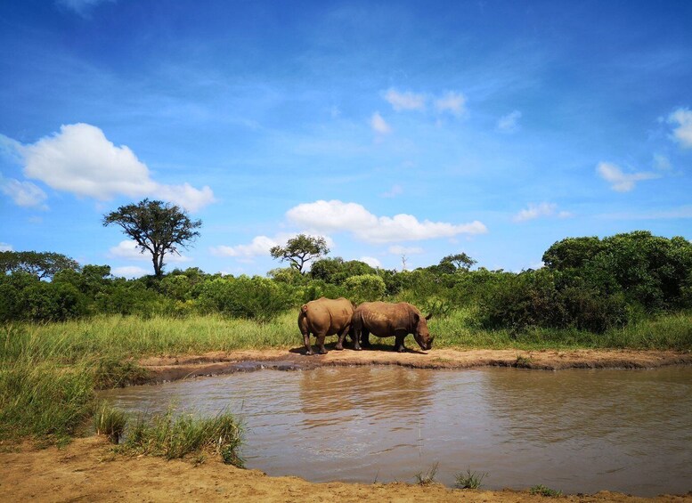 Picture 1 for Activity Durban: Hluhluwe Big 5 Safari with Pro Zeiss Binoculars